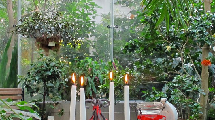 Jul i växthuset – jorden runt bland julens växter