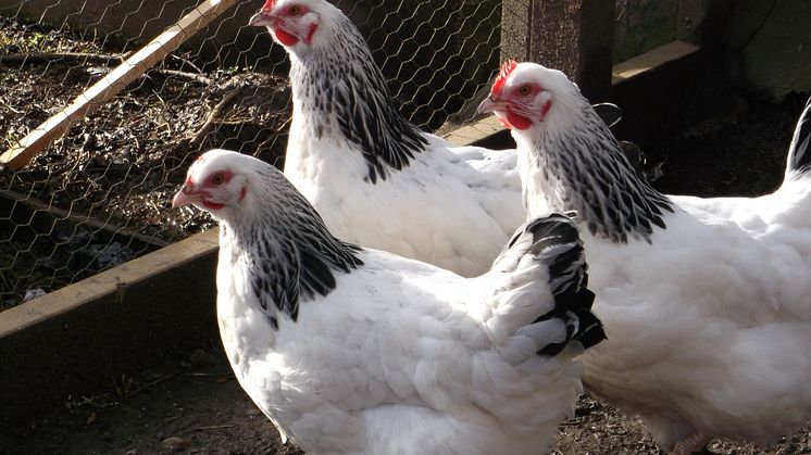 Hen ‘picked’ at the library 