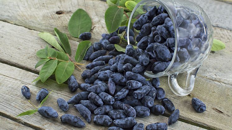 Haskap berries