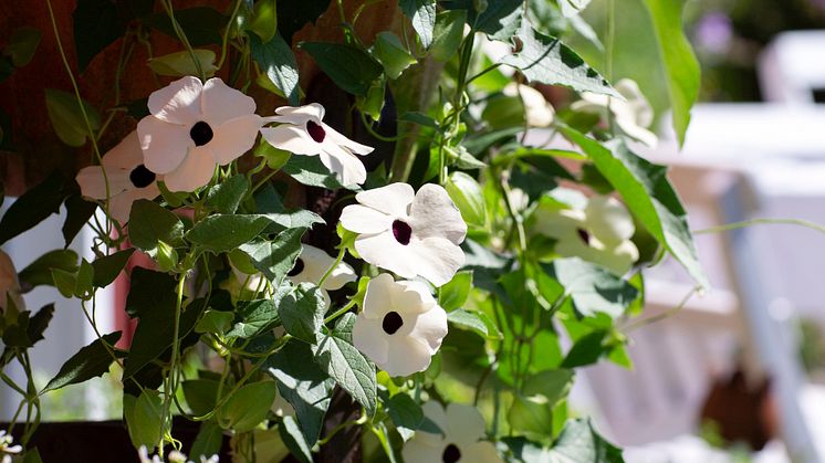 Årets Sommarblomma 2023 Thunbergia alata Svartöga foto annikasnaturligating (16)