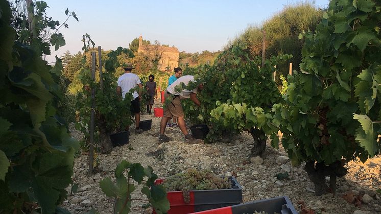 Château de Saint Cosme - skörd 2016