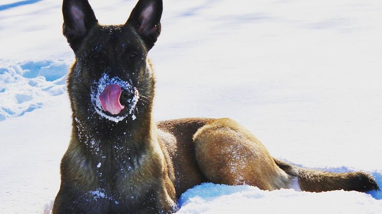 Hunden Civan tar det lugnt i snön. 