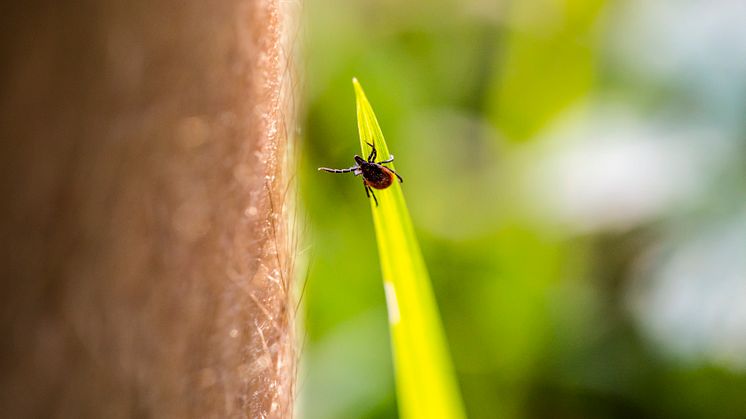 Ohne den richtigen Schutz ist es schnell passiert: Zecken sitzen an Grashalmen und Sträuchern und warten darauf, dass ein passendes Opfer vorbeistreift. / Bild: iStock 1391400218