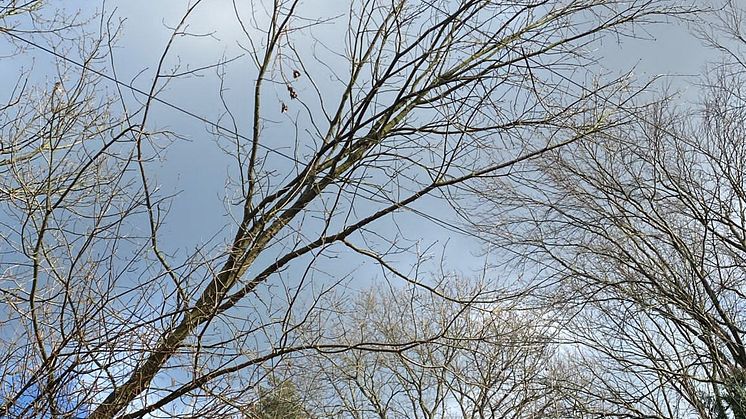 Baum stürzt bei Baumfällarbeiten in Leitung (Bildquelle: SH Netz)