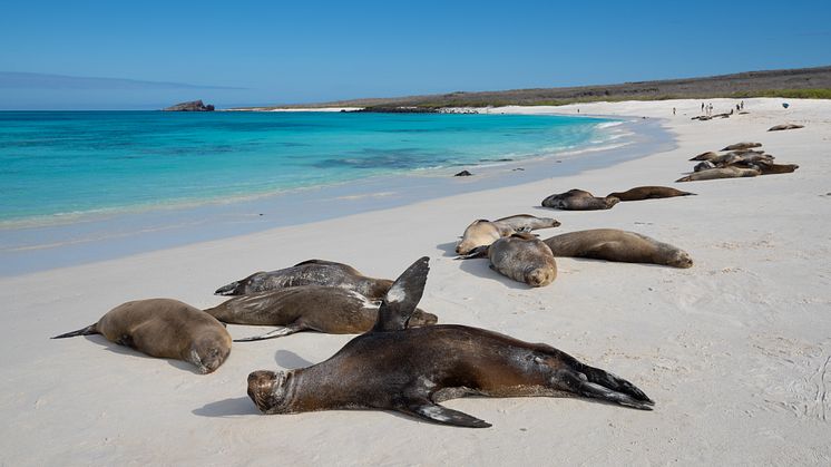 Galapagos-Española-Island-Gardner-Bay-HGR-152595-Photo_John_Chardine