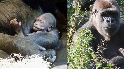 Kione heter den första gorillahonan som fötts i Sverige