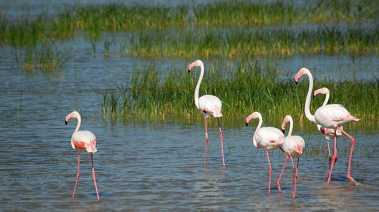 Doñana