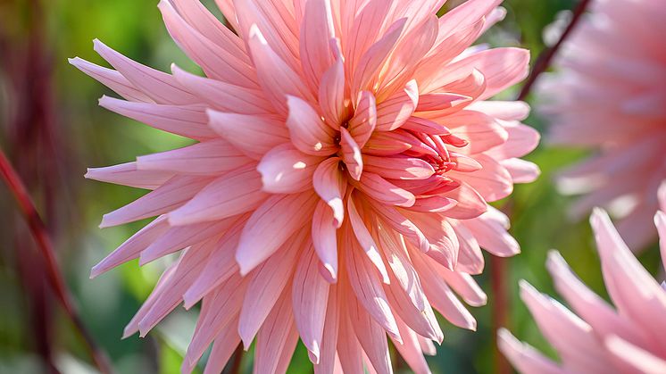 Dahlia Preference.jpg
