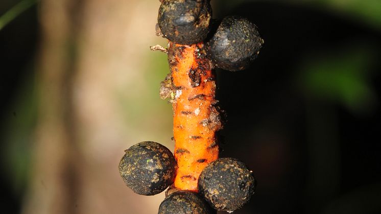 Geonoma Macrostachya Acaulis, en av de palmer som kartlagts under ett 20-årigt arbete i Amazonas. 