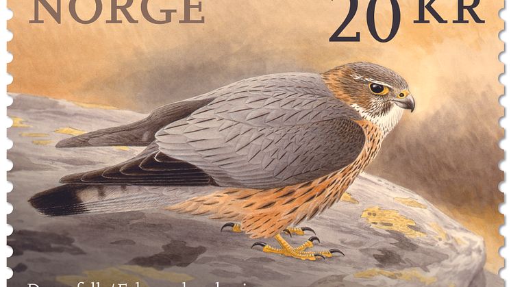 NK 1950: Dvergfalk (Falco columbarius)