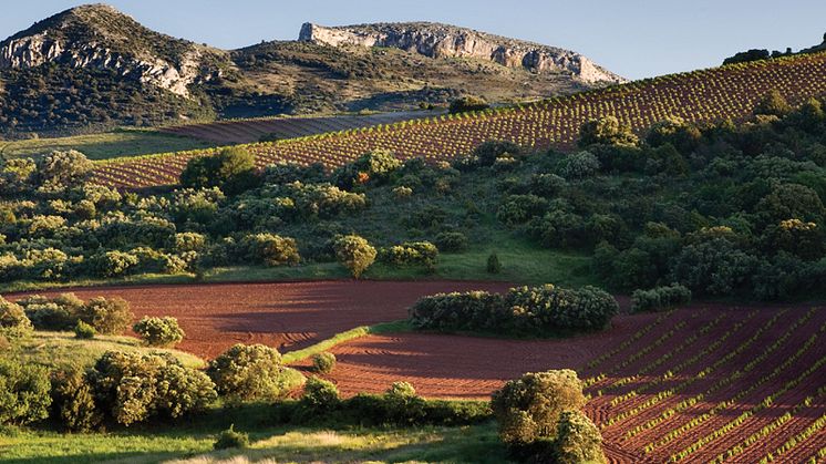Alto Moncayo ligger i Campo de Borja som producerar många av Spaniens främsta Garnachaviner från gamla, knotiga rankor. Klimatet, den unika jordmånen och Alto Moncayos okonventionella produktionsmetoder resulterar i minst sagt storartade viner.
