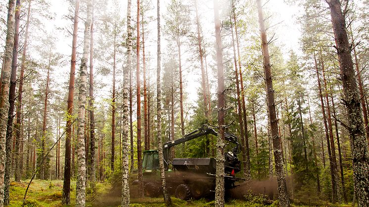 Askan gör att skogen växer bättre