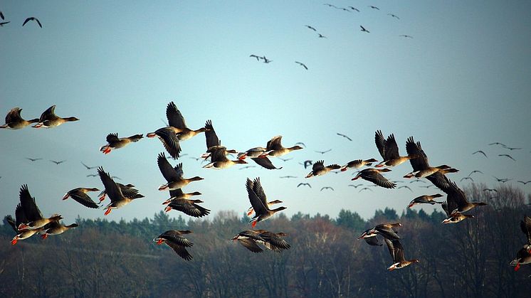 Flyttfåglar genrebild. Foto: Pixabay