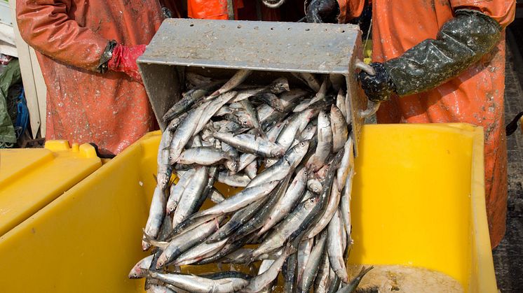 Överlåtbara fiskerättigheter ledde till färre fartyg och ökad lönsamhet