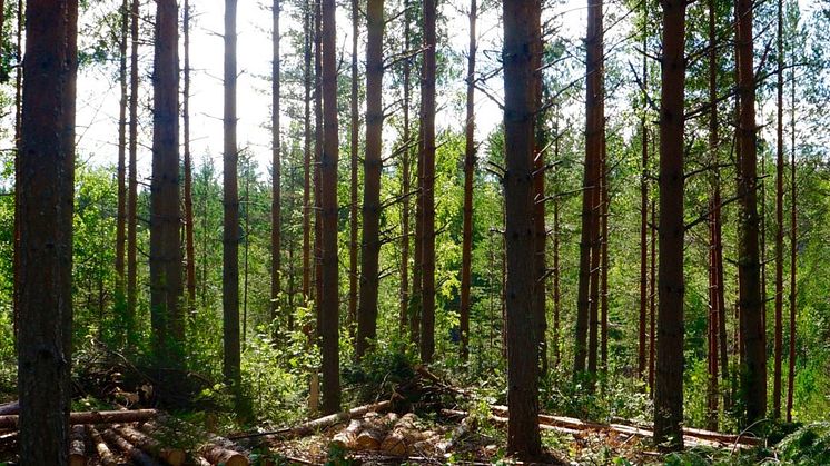 Header-skog-redigerad.jpg.-e1502961941369-1920x600.jpg