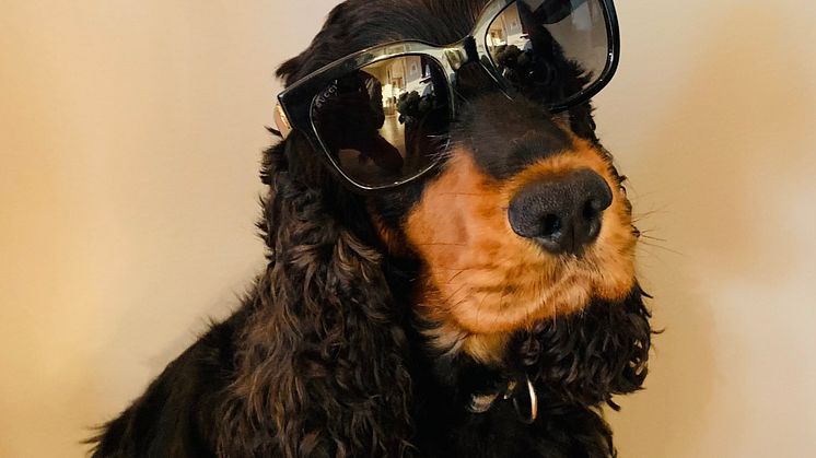 En hund etter Gucci briller 2_Foto Gjensidige.jpg