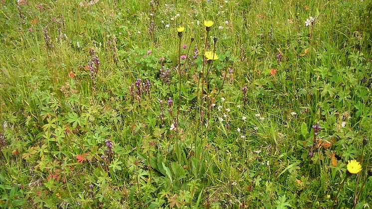 Ängarnas artrikedom är resultatet av att människan ytterligare förbättrar en redan rik natur. Foto: Länsstyrelsen i Dalarnas län