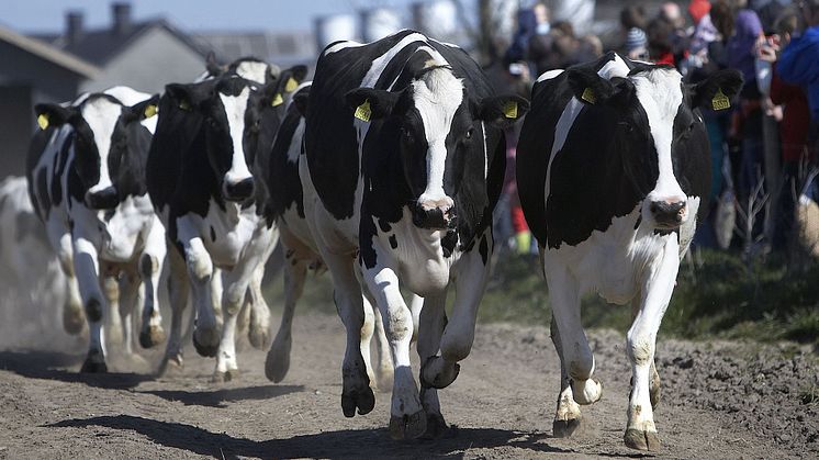 Arla fejrer økologien på 39 gårde 