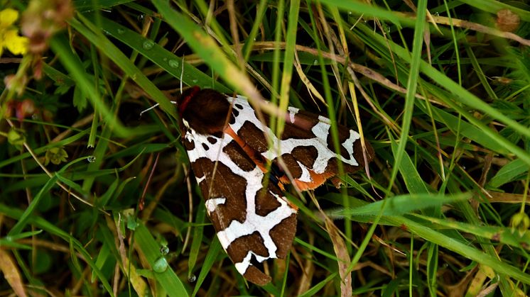 A garden tiger moth in long grass. Photo: Getty Images