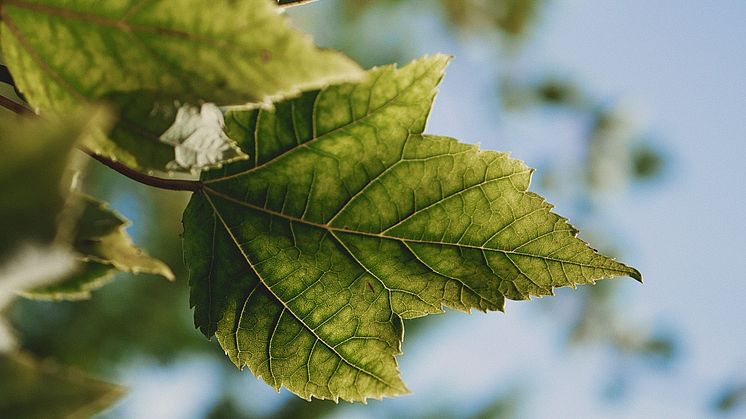 Som forvalter av 112 milliarder kroner har OPF et viktig samfunnsansvar. Det er ingen motsetning mellom god avkastning og klimahensyn. Klimahensyn og bærekraft er derfor en viktig del av selskapets forvaltningsstrategi. Foto: Aaron Burden