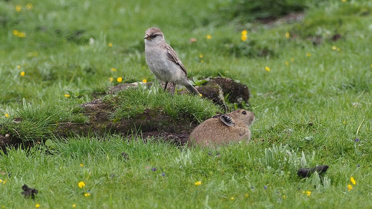 Pika och två arter av snöfinkar riskerar att utrotas från delar av den tibetanska högplatån på grund av klimatförändringarna. Foto Chao Zhao