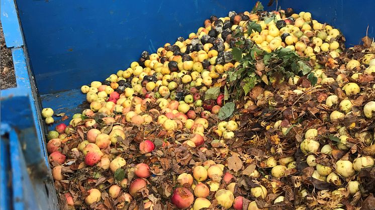 Fallfrukt blir till biogas i Karlskoga