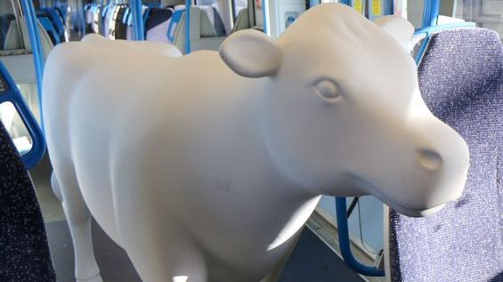 Cows about Cambridge