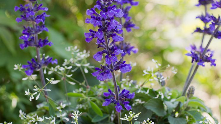 Stor Daggsalvia