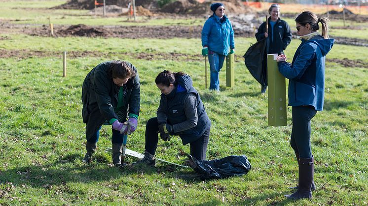 tree planting 5.jpg