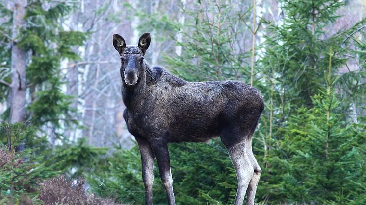 Stora genetiska skillnader mellan älg i norra och södra Sverige