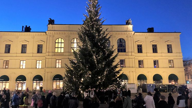 Ståtliga granar sökes till Karlstads olika torg 