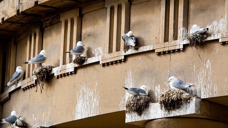Kittiwakes nesting on the side of a building.jpg