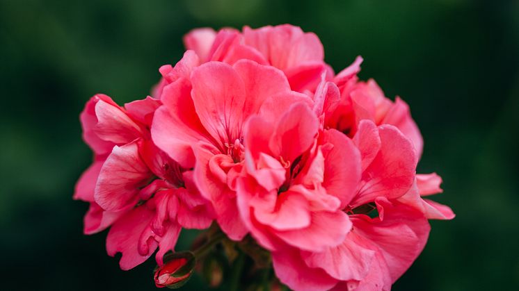 pelargon_9968