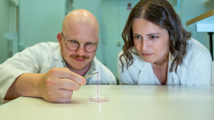 Forskare håller upp en tråd av röd hydrogel.