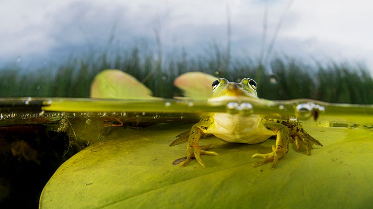 Amphibia – att leva på hoppet