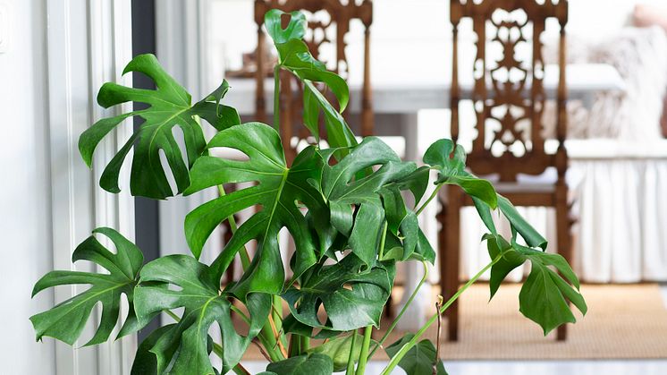Monstera deliciosa.jpg