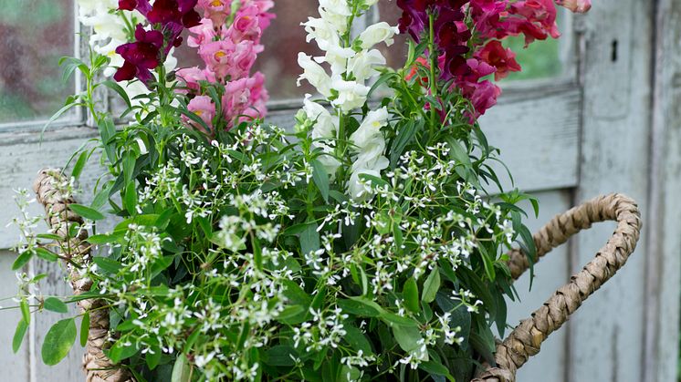 Lejongap - Årets Sommarblomma 2017