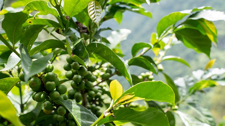 Guatemala5