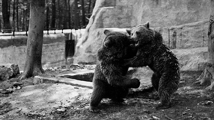 Bjørnane i dyrehagen i Buchenwald. Foto: Foto, Sammlung Stiftung Gedenkstätten Buchenwald und Mittelbau-Dora.
