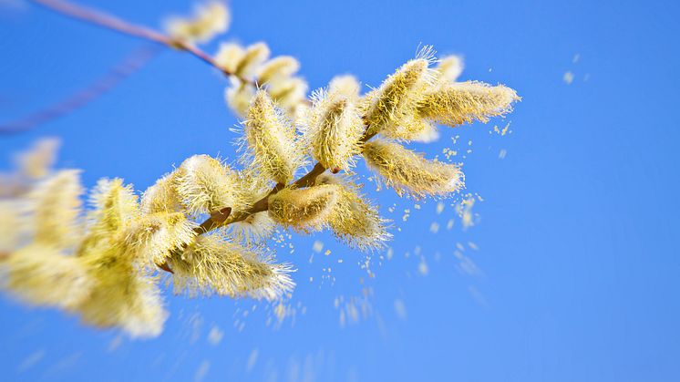 Air pollution makes the pollen season longer and more intense.