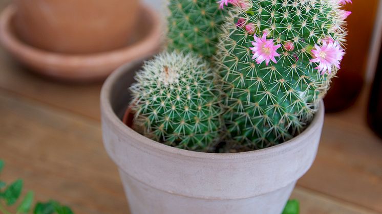 Blommande kaktus