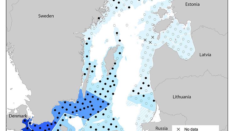 Här finns tumlarna i Östersjön!