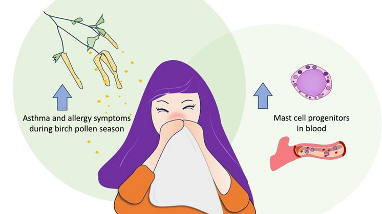 More mast cell progenitors during pollen season
