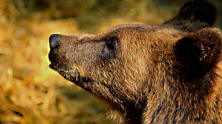 Länsstyrelsen har beslutat att de överskjutna björnarna inte ska räknas bort från tilldelningen i övriga jaktområden. Foto: Roland Levander