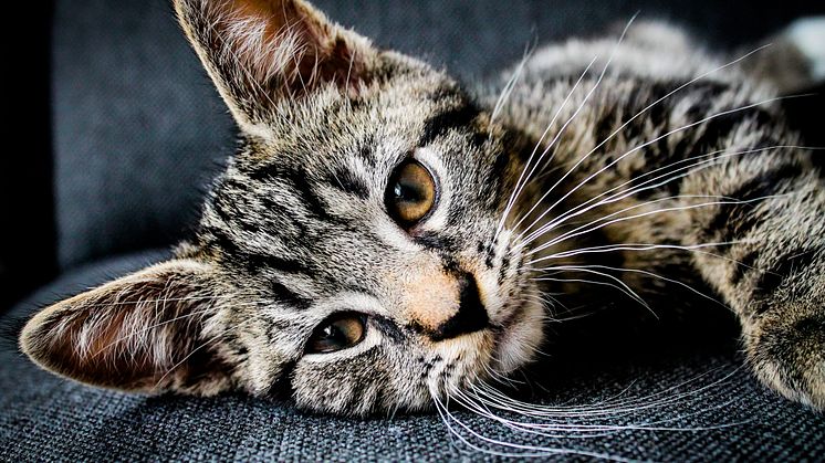 Kastrering katt - undvik oplanerade kattungar