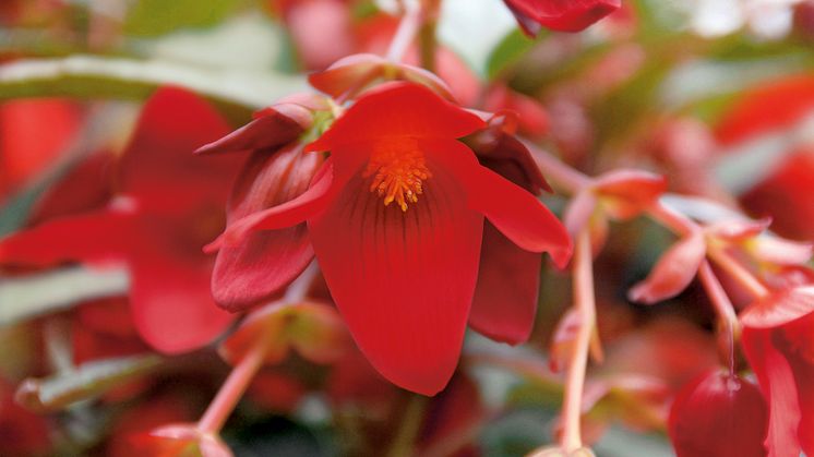 Begonia boliviensis Summerwings Boliviabegonia
