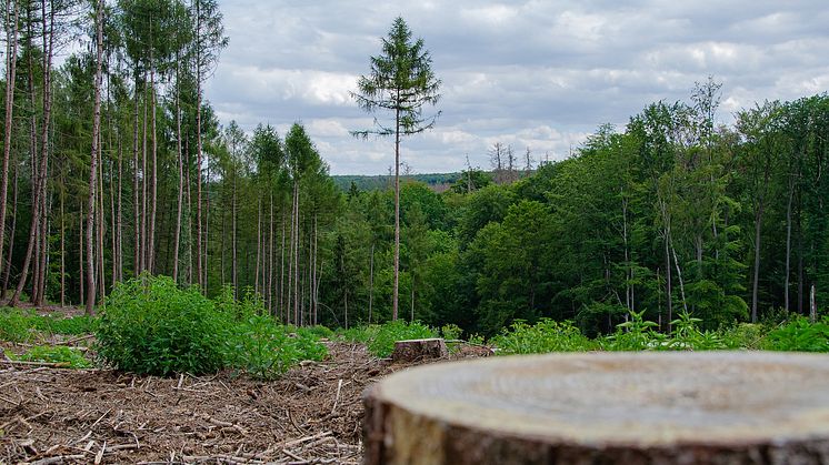 Fram till 2030 finns stor outnyttjad potential hos den svenska skogen. Foto: Pixabay