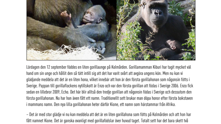 Första gorillahonan att födas i Sverige