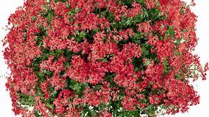 Pelargonsommar - 2006!