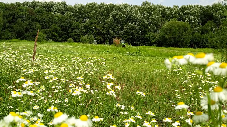 150 Hektar Land wurden mit der Unterstützung von dm auf den HeimatERBE-Flächen bereits für den Umwelt- und Naturschutz gesichert. Bildnachweis: GREENZERO GmbH